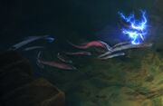 Eels2
