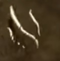 Bog Maggots