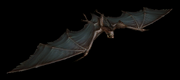 Vile bat