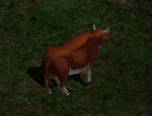 Cow