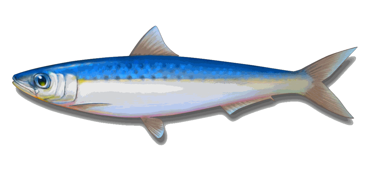 Vendor | Diamond Hunt Online Wiki | FANDOM powered by Wikia