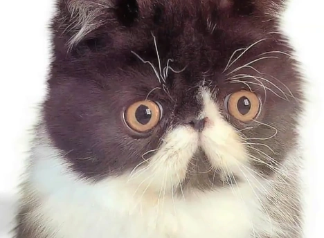 places to eat with dog near me