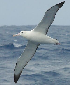 BirdSongs Royal Albatross