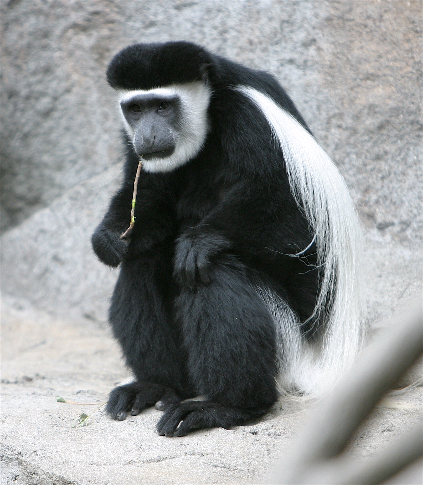colobus monkey dictionary answers wiki fandom powered by wikia