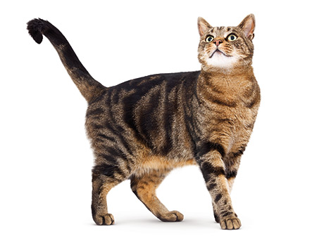 cat dictionary answers wiki