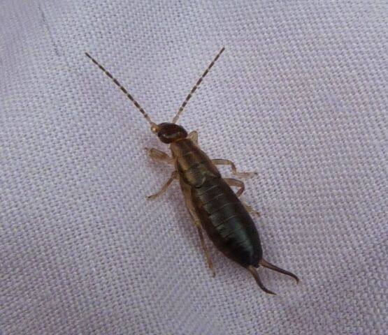 File:Common earwig.jpg
