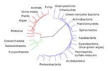 800px-CollapsedtreeLabels-simplified.svg