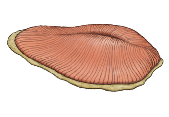 Dickinsonia