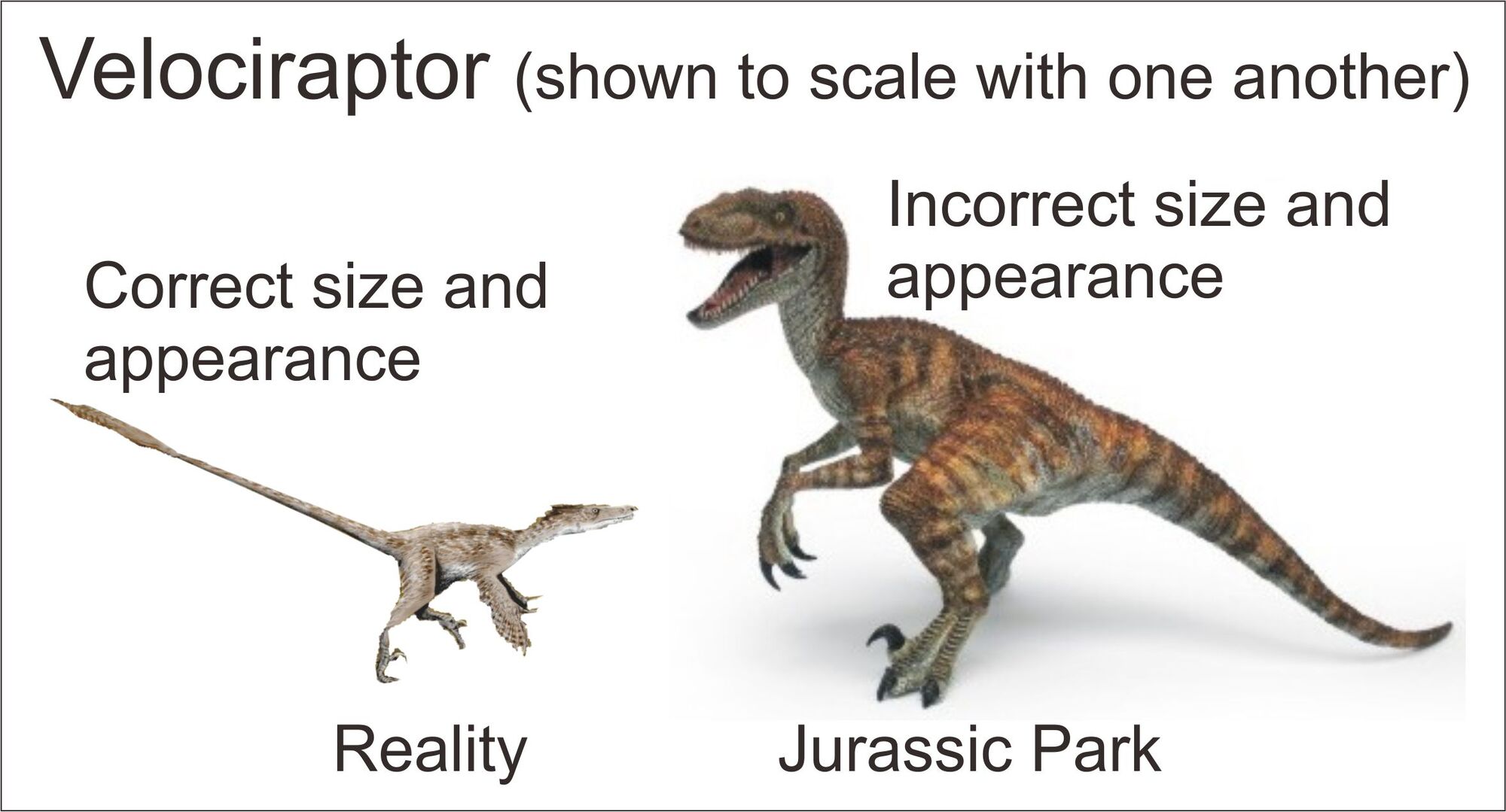 dinosaur with scales on back