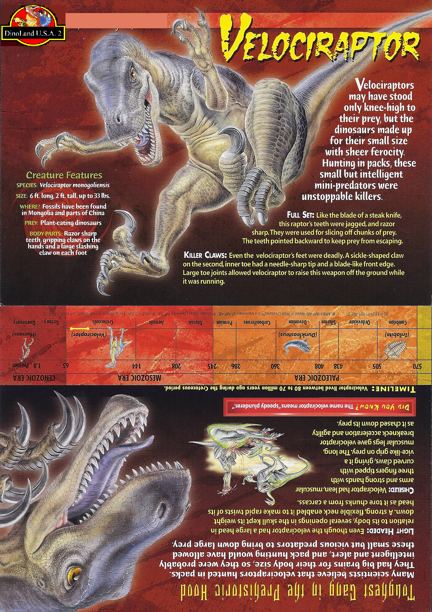 velociraptor dimensions