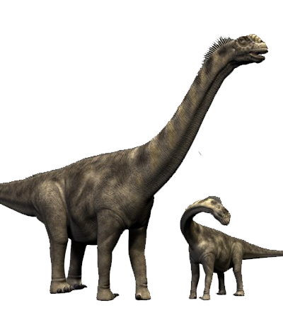 camarasaurus