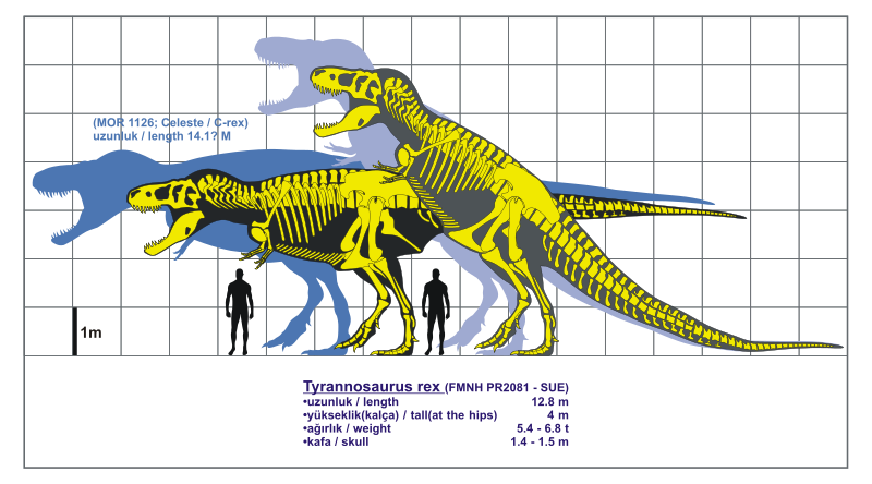 t rex dimensions