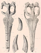 Metriorhynchus superciliosus