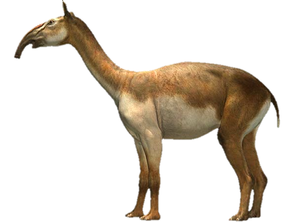 Macrauchenia | Dinosaur Wiki | Fandom