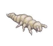 Rhyniella