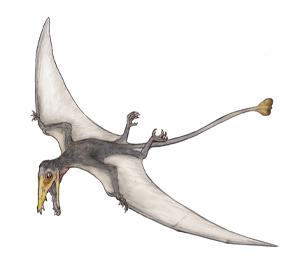 Eudimorphodon