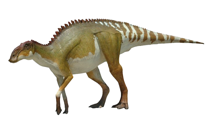Brachylophosaurus | Dinosaur Wiki | FANDOM powered by Wikia