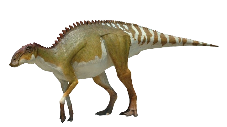 Brachylophosaurus | Dinosaur Wiki | FANDOM powered by Wikia