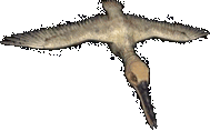 Ichthyornis