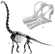 brachiosaurus bones