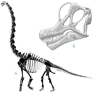 brachiosaurus skeleton