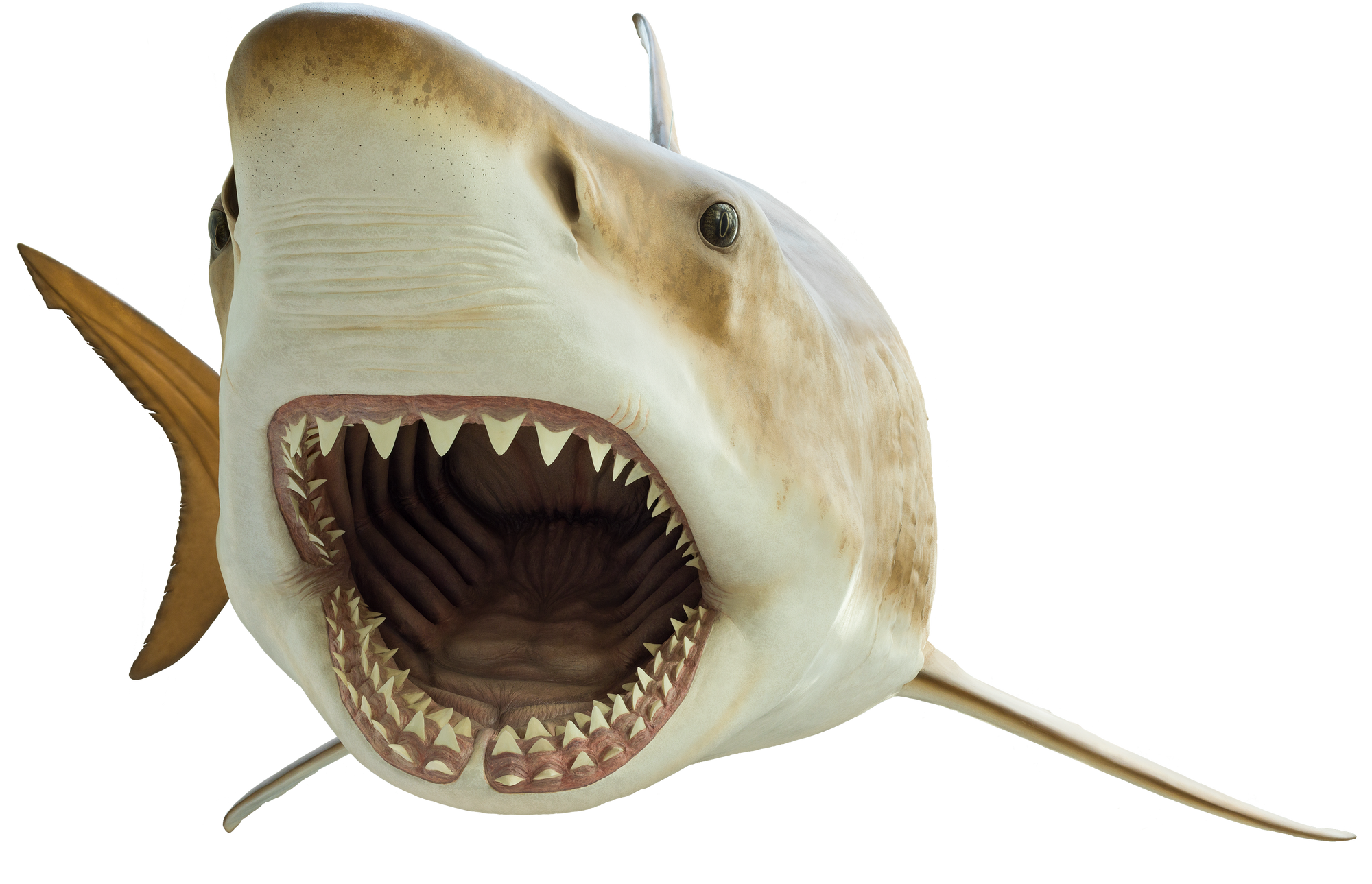 Megalodon | Dinosaur Wiki | Fandom