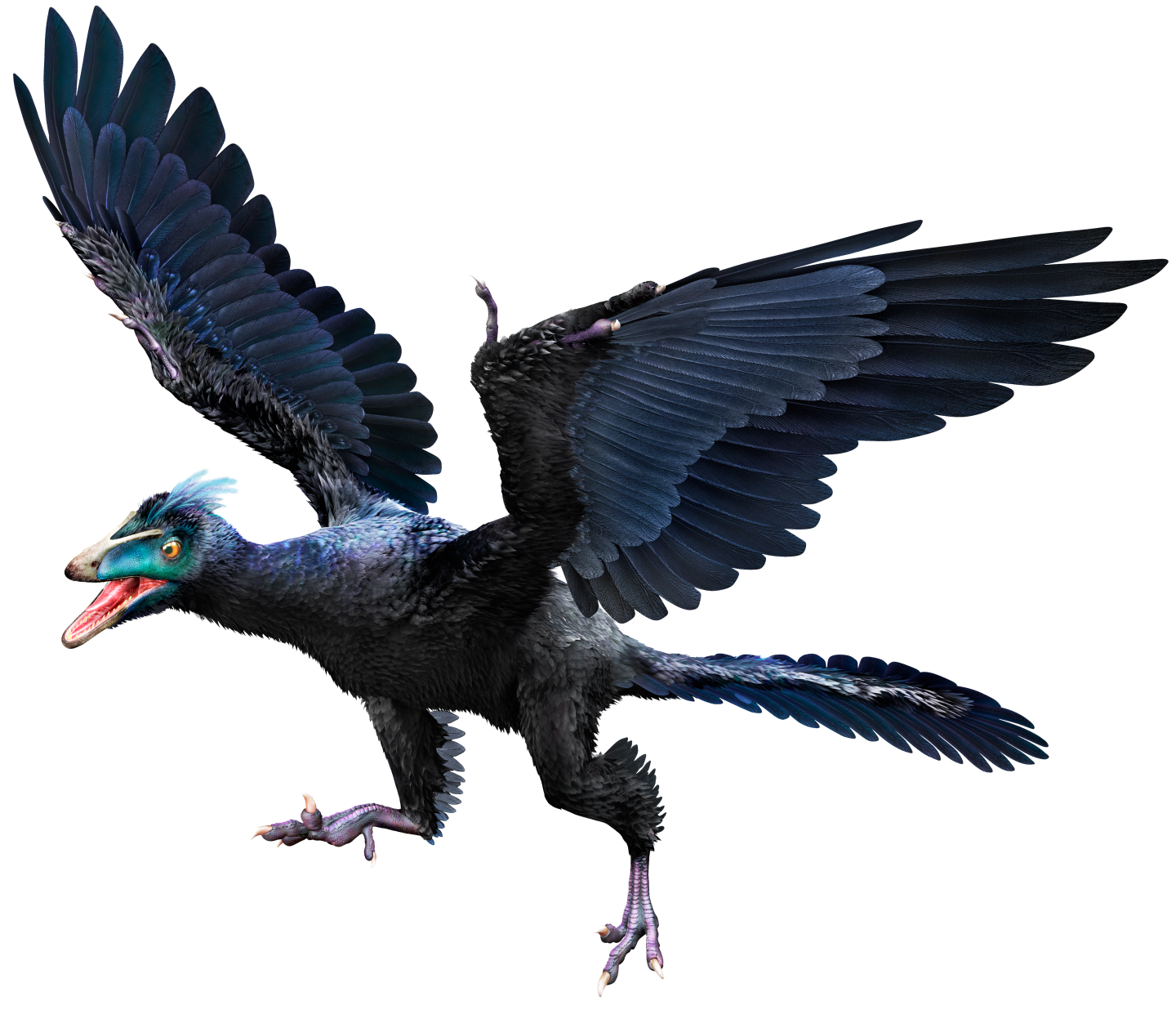 archaeopteryx feathers