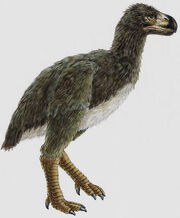 Diatryma
