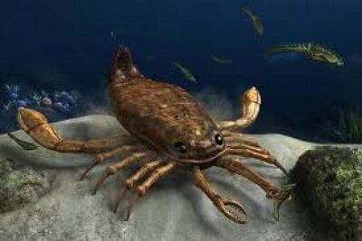 Pterygotus