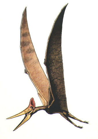 dinosaur with wings name