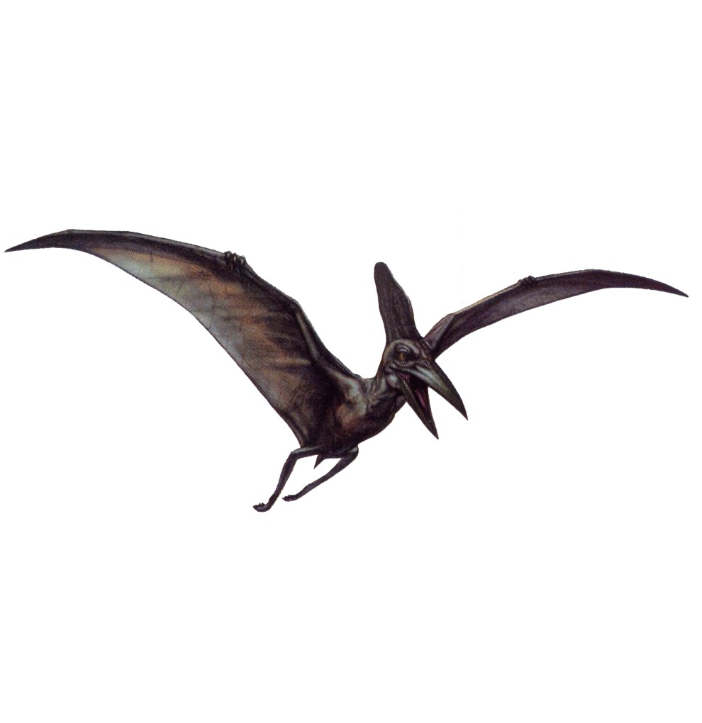 pteranodon is not a dinosaur