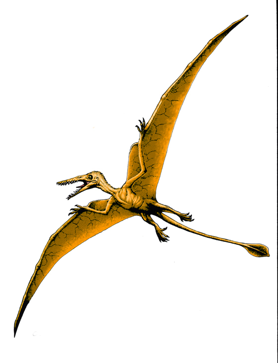 Rhamphorhynchus Flying Dinosaur Names