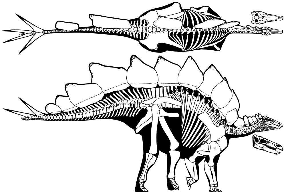 Image - Stegosaurus stenops.jpg | Dino Hunter-Deadly Shores Wiki ...