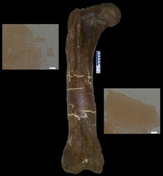 Tyrannosaurus peptides
