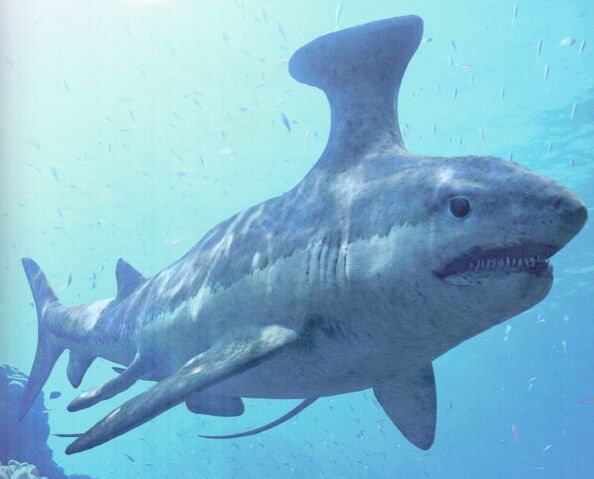 File:CGTPL Stethacanthus.jpg