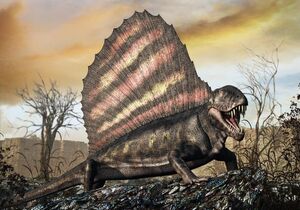 Dimetro wiki