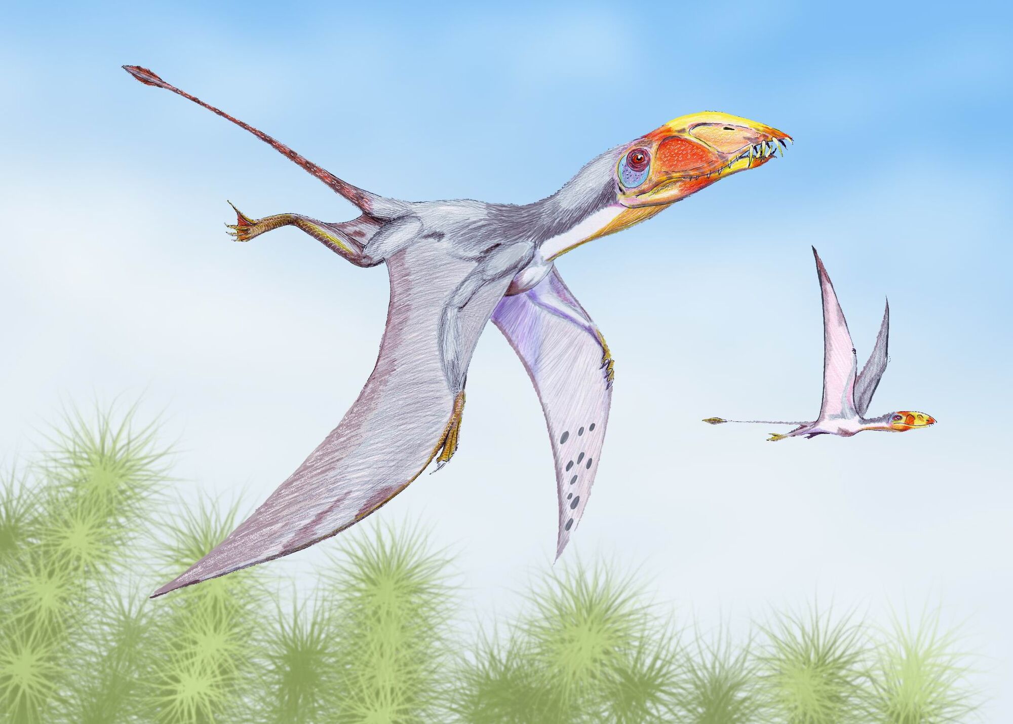 Dimorphodon Dinosaurier Wiki Fandom Powered By Wikia 