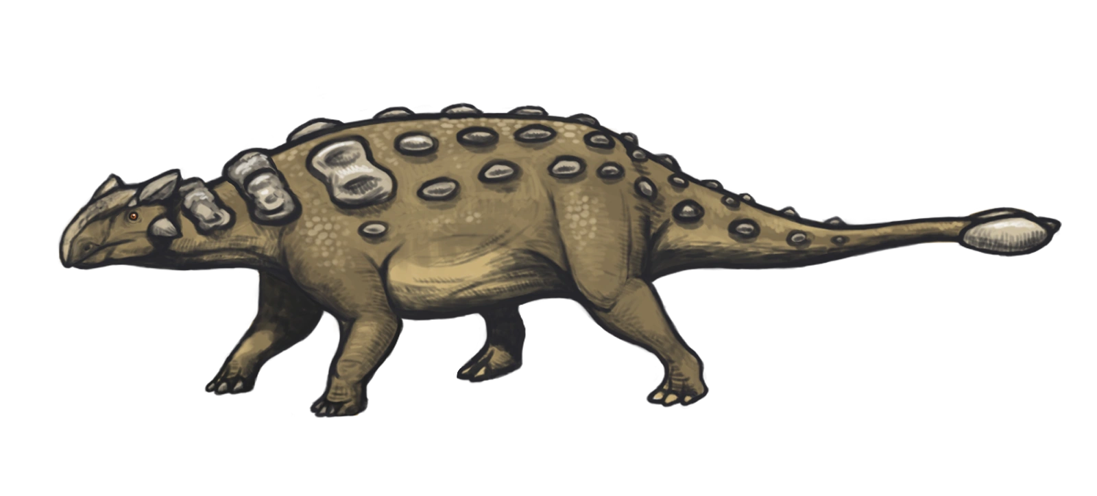Ankylosaurus Dinosaurier Wiki Fandom