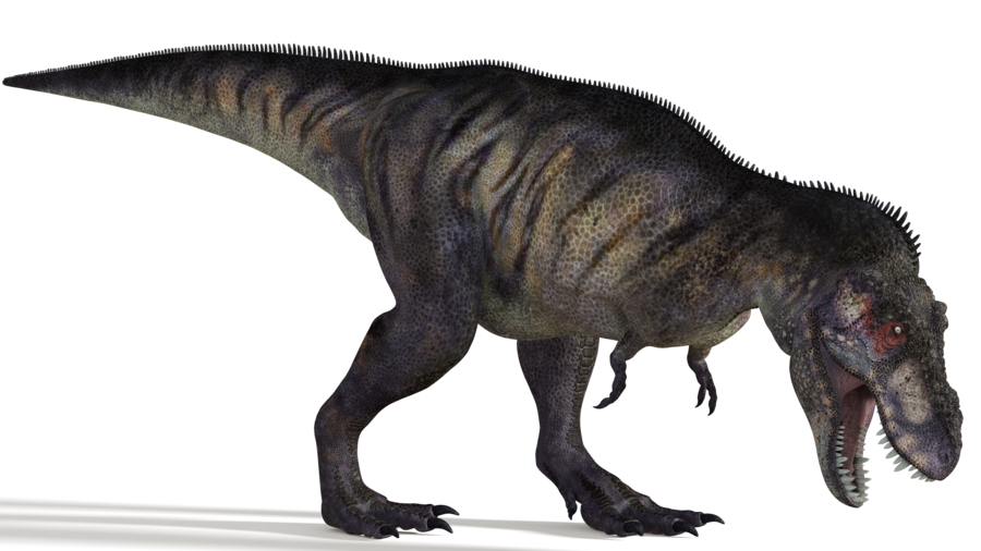 Tyrannosaurus | Dinosaur Wiki | FANDOM Powered By Wikia