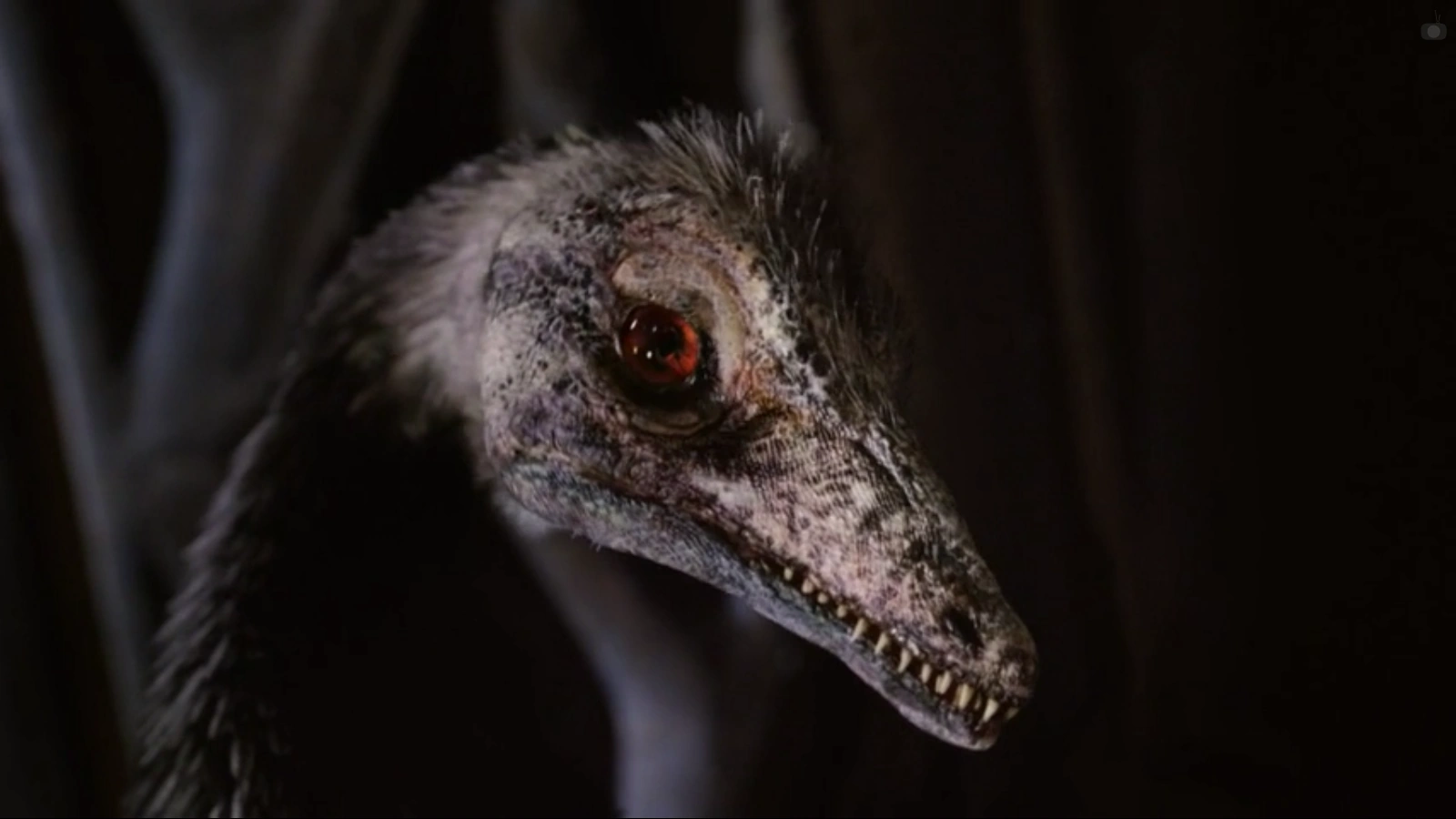 Image Archaeopteryx head.png Dinosaur Alive Wiki FANDOM powered by Wikia