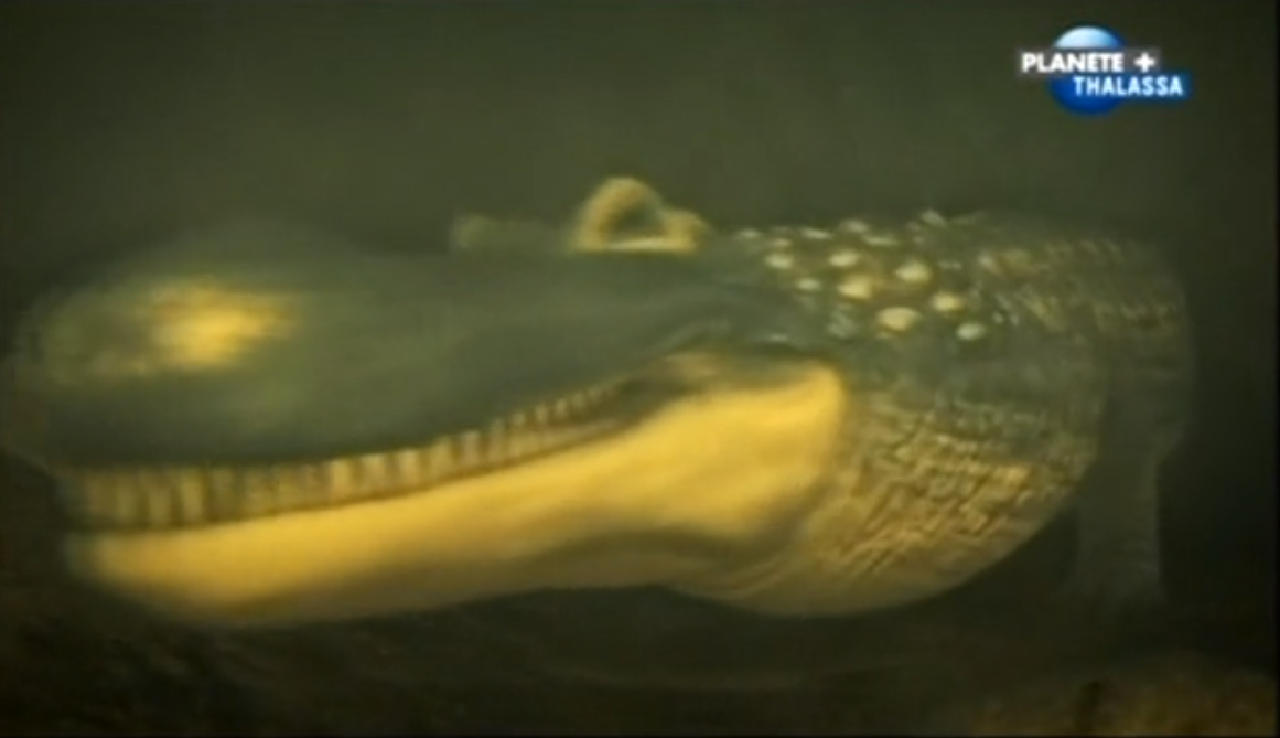 Purussaurus | Dinosaur Alive Wiki | Fandom