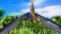 Pteranodon | Dinosaur King | FANDOM powered by Wikia