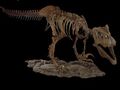 megaraptor fossil