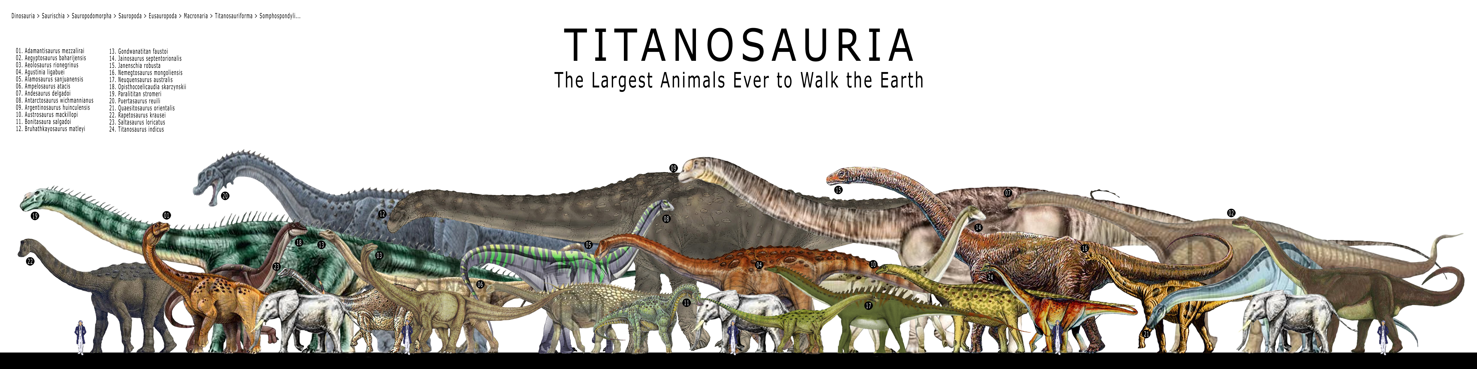image dsc titanosauria jpg dinosaur king fandom powered by wikia titanosaurus size