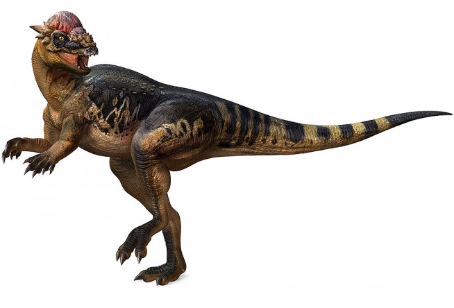 Image Pachycephalosaurus Wyomingensis Dinosaur King Fanon Wiki Fandom Powered By Wikia 7698