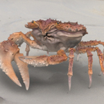 ROTDcrabThumb