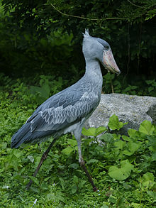 220px-Balaeniceps rex