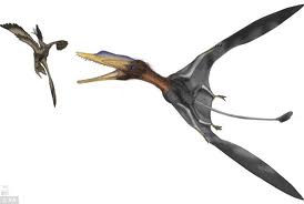 darwinopterus
