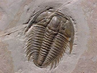 Image result for trilobites