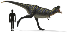 AucasaurusSizeComparison